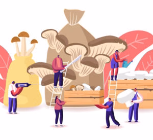 Farming – Growing Mushroom